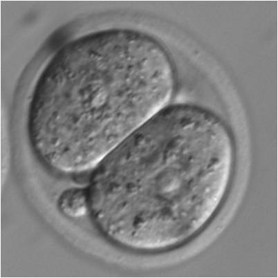 Mouse 2-cell embryo   Photo: Miranda Bernhardt