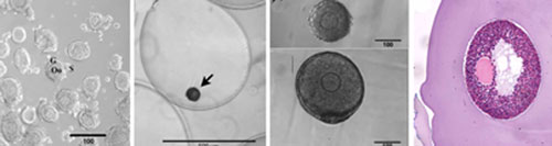 biomaterials core