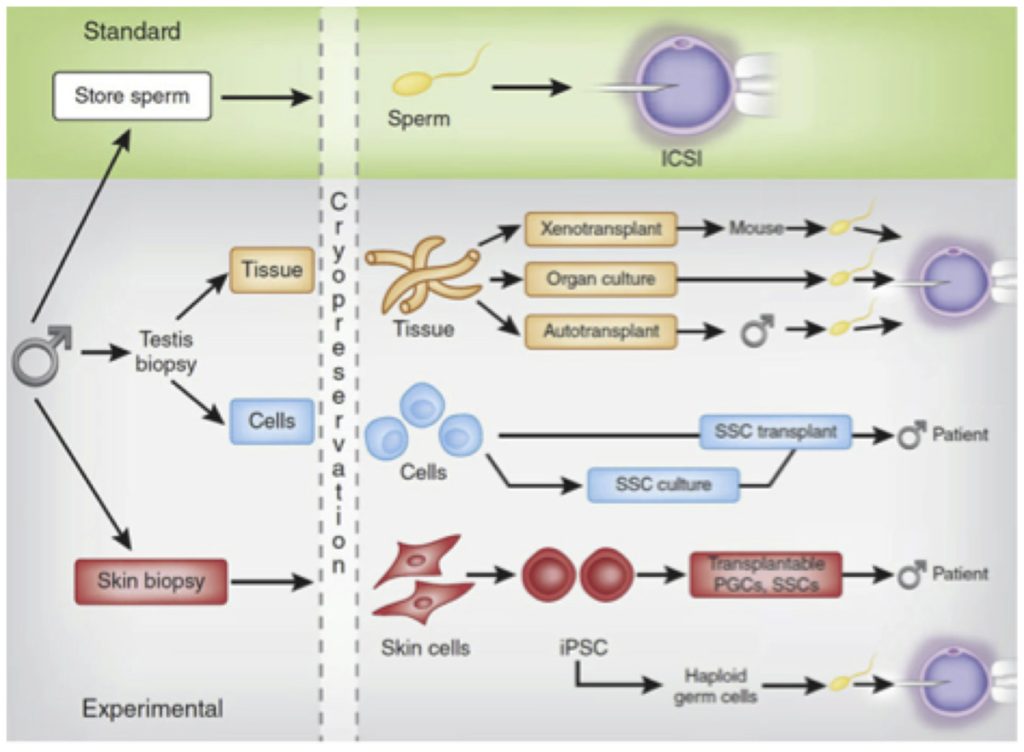 Diagram showing options for preserving male fertility